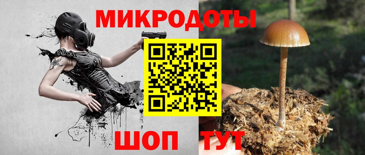 Галлюциногенные грибы Psilocybine cubensis Бердск